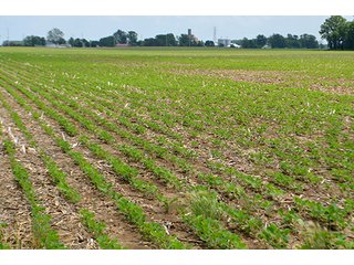 Property photo 111 - LAND AUCTION - 700+/- ACRES OFFERED IN 16 TRACTS IN ALLEN COUNTY, INDIANA